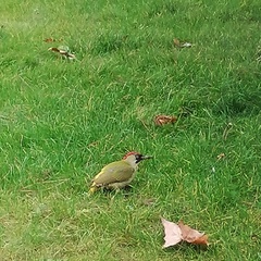 Picus viridis