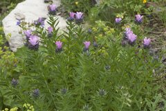 Linum hypericifolium