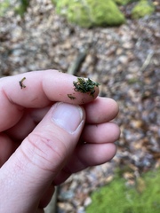 Jubula pennsylvanica