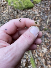 Jubula pennsylvanica