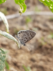 Leptotes cassius