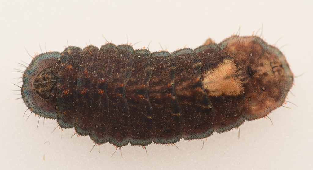 Insected Azure Dark Purple Azure from Chelsea Australia on January 11, 2021 at 06:54 ...