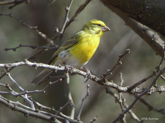 Crithagra dorsostriata taruensis