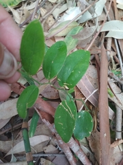 Smilax campestris