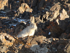 Lepus tolai