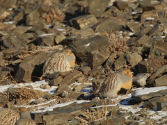 Perdix dauurica