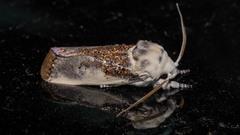 Cryptophasa albacosta