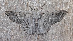 Crypsiphona tasmanica