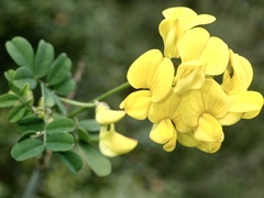 Hippocrepis emerus