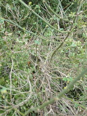 Hippocrepis emerus