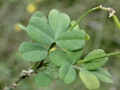 Hippocrepis emerus