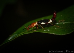 Carphurus fasciculatus