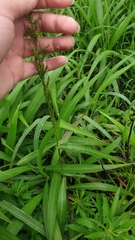 Setaria lindenbergiana