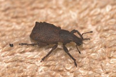 Amnemus quadrituberculatus