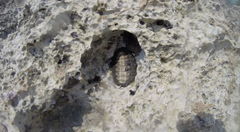 Acanthopleura