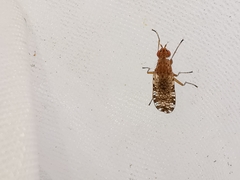 Euthycera chaerophylli