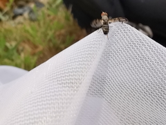 Herina tristis