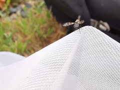 Herina tristis