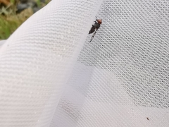 Herina tristis