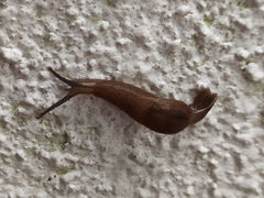 Ostracolethinae