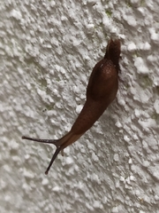 Ostracolethinae