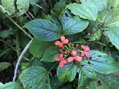 Podandrogyne decipiens