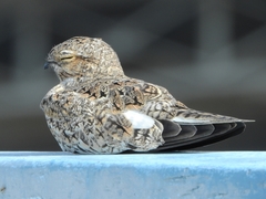 Chordeiles rupestris