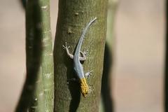 Lygodactylus picturatus
