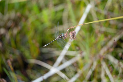 Gomphomacromia paradoxa