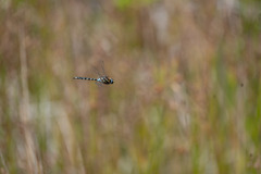 Rhionaeschna variegata