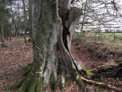 Diatrype disciformis