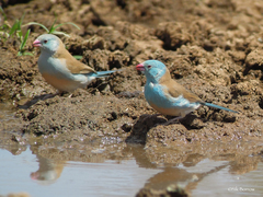 Uraeginthus cyanocephalus