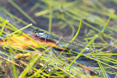 Cyanallagma interruptum