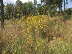 Helianthus schweinitzii