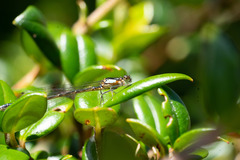 Cyanallagma interruptum