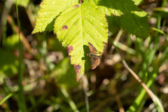 Heteropterinae