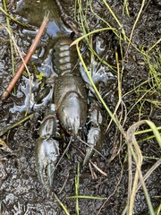 Euastacus