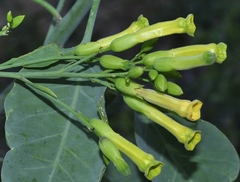 Nicotiana glauca