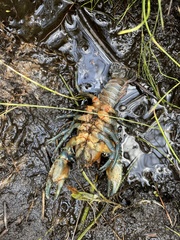 Euastacus
