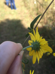 Helianthus schweinitzii