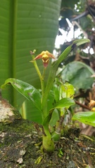 Polystachya sandersonii