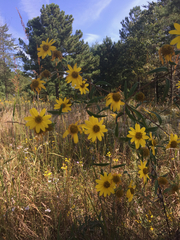 Helianthus schweinitzii