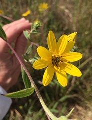 Helianthus schweinitzii