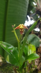 Polystachya sandersonii