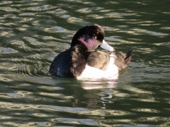 Aythya fuligula
