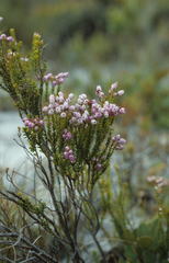 Erica ferrea