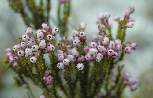 Image of Erica ferrea by (c) Tom Lloyd Evans, some rights reserved (CC BY-SA)