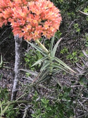 Crassula perfoliata coccinea