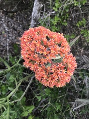 Crassula perfoliata coccinea