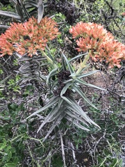 Crassula perfoliata coccinea